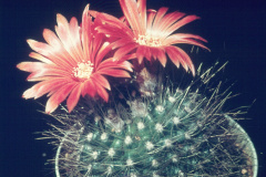 Parodia penicillata var. nivosa