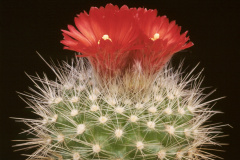 Parodia penicillata var. nivosa