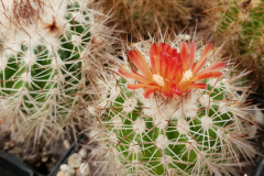 Parodia pilayaensis (Nachzucht der Typpflanze) Foto Eichler