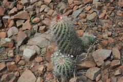 Parodia pilayaensis MU907.1 San-Lorenzo-Rio Pilaya Foto Mucha