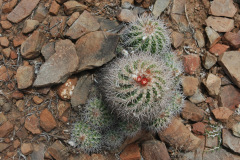 Parodia pilayaensis MU907.1 San-Lorenzo-Rio Pilaya Foto Mucha