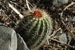 Parodia pilayaensis MU 200 am Standort - Foto Mucha