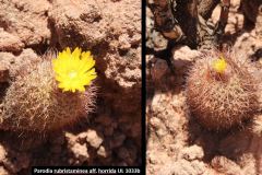Parodia pluricentralis aff. horrida UL 1033b - Uwe Lindner