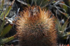 Parodia pluricentralis MU 295 nahe El Obelisko Foto Mucha