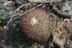 Parodia pluricentralis MU 295 Foto Mucha