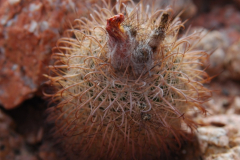 Parodia pluricentralis MU 296 aahe El Obelisko Foto: Mucha