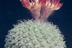 Parodia pluricentralis B79  - Dia Archiv ZAG Parodia