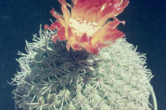 Parodia pluricentralis B79  - Dia Archiv ZAG Parodia