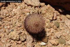 Parodia pluricentralis UL 1030c - Uwe Lindner