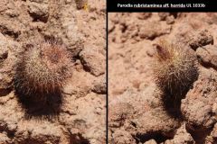 Parodia pluricentralis  aff. horrida UL 1033b - Uwe Lindner