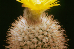 Parodia pluricentralis   - Dia Archiv ZAG Parodia