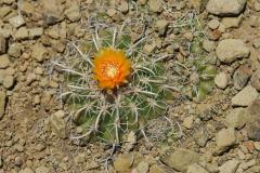 Parodia pocopocensis MU 820.1 Trojapamppa Foto:Mucha