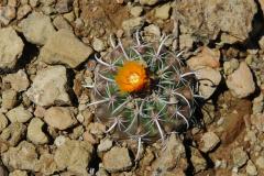 Parodia pocopocensis MU 820.1 Trojapampa Foto. Mucha