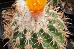 Parodia pocopocensis HJ 1269 Foto. Eichler