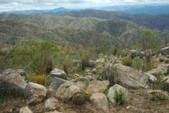 Standort P. prestoensis MU 477 Presto-Pasopaya Foto Mucha