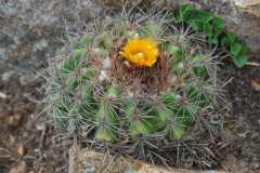 Parodia prestoensis MU 477 Presto-Pasopaya Foto Mucha