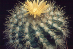 Parodia prestoensis L384  - Dia Archiv ZAG Parodia
