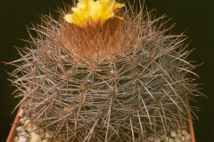 Parodia prestoensis L384  - Dia Archiv ZAG Parodia