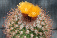 Parodia prestoensis KB99-182 - Uwe Lindner