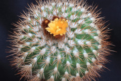 Parodia prestoensis KB99-182 - Uwe Lindner
