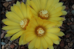 Parodia rigida P44 - Uwe Lindner