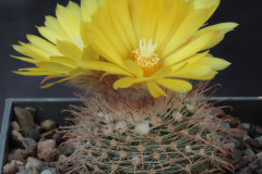 Parodia rigida P44- Uwe Lindner