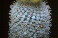 Parodia rigida  L454 - Dia Archiv ZAG Parodia