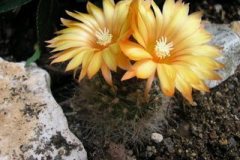 Parodia rubristaminea DH116 - Mathias Eichler