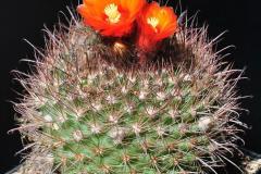 Parodia rubristaminea  FK83 - T. Rudolph
