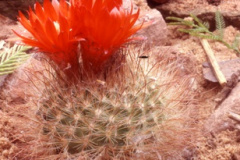 Parodia rubristaminea (argerichiana) DH108 - Friedel Käsinger