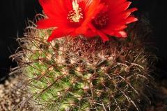 Parodia sanguiniflora (borthii) LB1257 - T. Rudolph