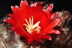 Parodia sanguiniflora (borthii) LB1257 - T. Rudolph