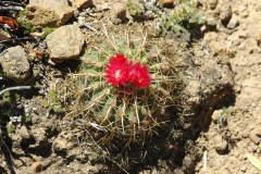 Par. schwebsiana am Standort Foto Mucha