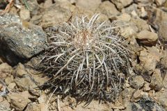 P. schwebsiana bei Santivanez MU 81 - Foto Mucha