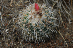 P. schwebsiana MU 83 bei Santivanez Foto Mucha