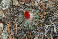 DSC_1118_P-schwebsiana_MU-083.1_Santivanez
