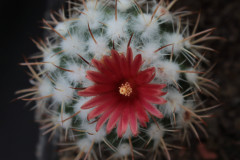 Parodia schwebsiana - Uwe Lindner