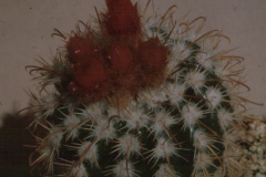 Parodia schwebsiana  var. lanata  -  - Dia Archiv ZAG Parodia