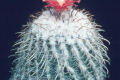 Parodia schwebsiana -  - Dia Archiv ZAG Parodia