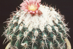 Parodia schwebsiana  var. applanata  -  - Dia Archiv ZAG Parodia