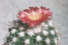 Parodia schwebsiana  var. applanata  -  - Dia Archiv ZAG Parodia