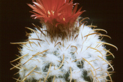 Parodia schwebsiana -  - Dia Archiv ZAG Parodia