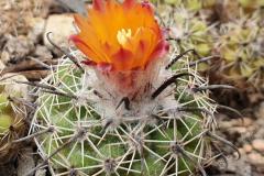 Parodia slabaiana RH 3180a Foto Eichler