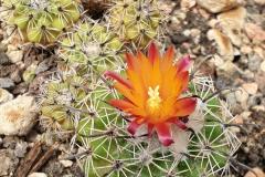 Parodia slabaiana RH 3180a Foto Eichler