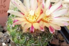 Parodia slabaiana HTH 106 Foto Eichler