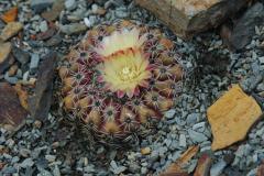 Parodia slabaiana MU 48 Foto Mucha