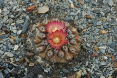 Parodia slabaiana MU 48 Foto Mucha