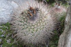 Parodia spanisa UL 1037c - Uwe Lindner