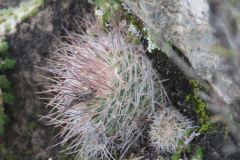 Parodia spanisa UL 1037c - Uwe Lindner