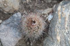 Parodia spanisa UL 1037c - Uwe Lindner